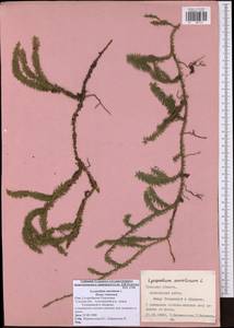 Spinulum annotinum subsp. annotinum, Восточная Европа, Центральный район (E4) (Россия)