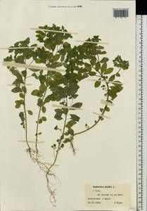 Молочай бутерлаковый, Молочай огородный L., Восточная Европа, Центральный район (E4) (Россия)