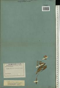 Вьюнок узколистный L., Восточная Европа, Ростовская область (E12a) (Россия)