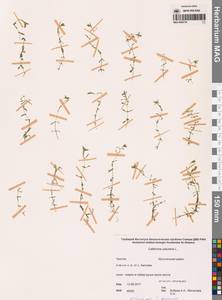 Болотник обыкновенный L., Сибирь, Чукотка и Камчатка (S7) (Россия)