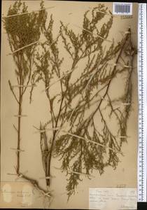 Полынь веничная, Полынь метельчатая Waldst. & Kit., Средняя Азия и Казахстан, Муюнкумы, Прибалхашье и Бетпак-Дала (M9) (Казахстан)