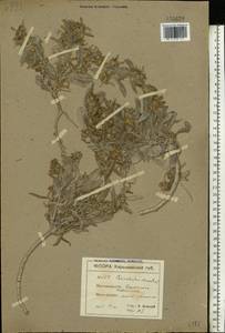 Вьюнок узколистный L., Восточная Европа, Северо-Украинский район (E11) (Украина)