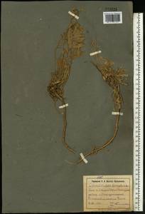 Вьюнок узколистный L., Восточная Европа, Южно-Украинский район (E12) (Украина)