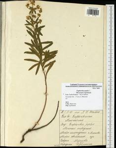 Молочай бутерлаковый, Молочай огородный L., Восточная Европа, Центральный район (E4) (Россия)