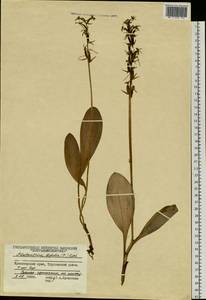 Любка двулистная, Ночная фиалка (L.) Rich., Сибирь, Центральная Сибирь (S3) (Россия)