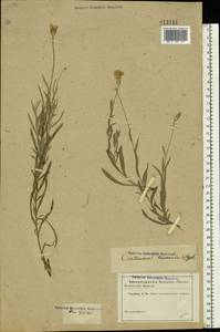 Psephellus trinervius (Willd.) Wagenitz, Восточная Европа, Ростовская область (E12a) (Россия)