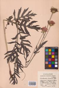 Klasea centauroides subsp. komarovii (Iljin) L.Martins, Сибирь, Дальний Восток (S6) (Россия)