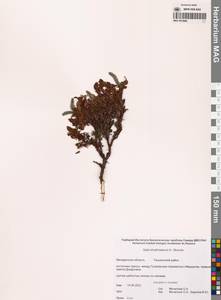 Ива Хохрякова A.K.Skvortsov, Сибирь, Чукотка и Камчатка (S7) (Россия)