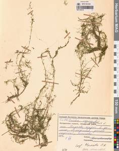 Болотник обыкновенный L., Сибирь, Чукотка и Камчатка (S7) (Россия)