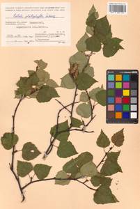 Betula pendula subsp. mandshurica (Regel) Ashburner & McAll., Сибирь, Чукотка и Камчатка (S7) (Россия)