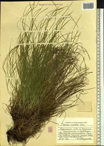 Carex callitrichos var. nana (H.Lév. & Vaniot) S.Yun Liang, L.K.Dai & Y.C.Tang, Сибирь, Дальний Восток (S6) (Россия)