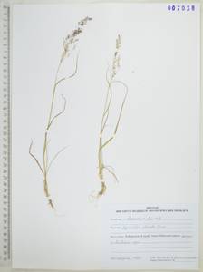 Полевица булововидная Trin., Сибирь, Дальний Восток (S6) (Россия)