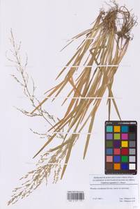 Поручейница водная, Поручейница водяная (L.) P.Beauv., Восточная Европа, Московская область и Москва (E4a) (Россия)