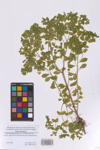 Молочай бутерлаковый, Молочай огородный L., Восточная Европа, Московская область и Москва (E4a) (Россия)