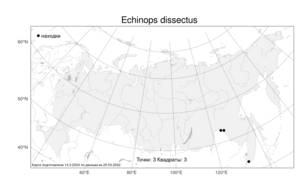 Echinops dissectus, Мордовник рассеченный Kitag., Атлас флоры России (FLORUS) (Россия)