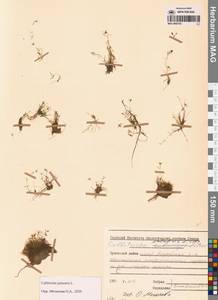 Болотник обыкновенный L., Сибирь, Чукотка и Камчатка (S7) (Россия)