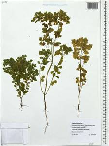 Молочай бутерлаковый, Молочай огородный L., Восточная Европа, Московская область и Москва (E4a) (Россия)