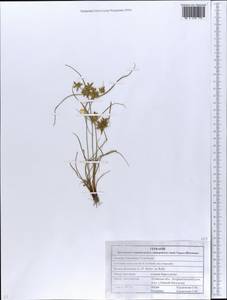 Cyperus flavescens L., Восточная Европа, Северо-Украинский район (E11) (Украина)