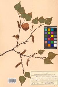 Betula pendula subsp. mandshurica (Regel) Ashburner & McAll., Сибирь, Дальний Восток (S6) (Россия)