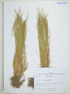 Полевица булововидная Trin., Сибирь, Дальний Восток (S6) (Россия)