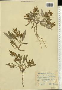 Вьюнок узколистный L., Восточная Европа, Северо-Украинский район (E11) (Украина)