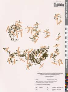 Болотник обыкновенный L., Сибирь, Якутия (S5) (Россия)
