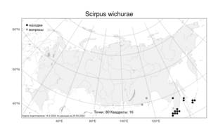 Scirpus wichurae, Камыш Вихуры Boeckeler, Атлас флоры России (FLORUS) (Россия)