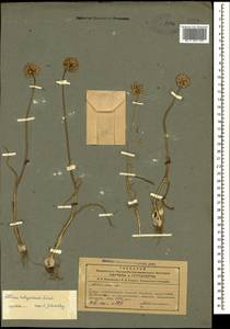 Allium talyschense Miscz. ex Grossh., Кавказ, Азербайджан (K6) (Азербайджан)