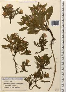 Вьюнок узколистный L., Кавказ, Армения (K5) (Армения)