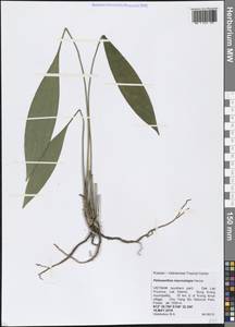 Peliosanthes macrostegia Hance, Зарубежная Азия (ASIA) (Вьетнам)