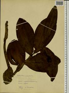 Galearis camtschatica (Cham.) X.H.Jin, Schuit. & W.T.Jin, Сибирь, Дальний Восток (S6) (Россия)