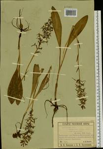 Любка двулистная, Ночная фиалка (L.) Rich., Сибирь, Западная Сибирь (S1) (Россия)