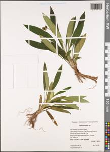 Ophiopogon, Зарубежная Азия (ASIA) (Вьетнам)