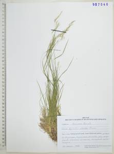 Полевица булововидная Trin., Сибирь, Дальний Восток (S6) (Россия)