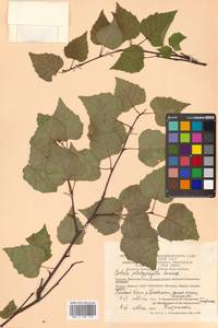 Betula pendula subsp. mandshurica (Regel) Ashburner & McAll., Сибирь, Чукотка и Камчатка (S7) (Россия)