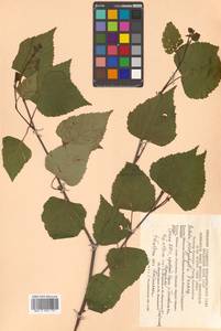 Betula pendula subsp. mandshurica (Regel) Ashburner & McAll., Сибирь, Чукотка и Камчатка (S7) (Россия)