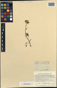 Archanthemis marschalliana subsp. marschalliana, Не определено
