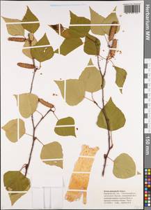 Betula pendula subsp. mandshurica (Regel) Ashburner & McAll., Сибирь, Дальний Восток (S6) (Россия)