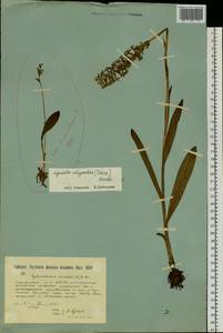 Platanthera oligantha Turcz., Сибирь, Якутия (S5) (Россия)