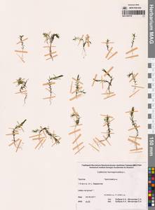 Болотник обыкновенный L., Сибирь, Чукотка и Камчатка (S7) (Россия)