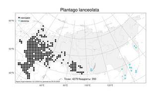Plantago lanceolata, Подорожник ланцетный, Подорожник ланцетолистный L., Атлас флоры России (FLORUS) (Россия)