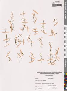 Болотник обыкновенный L., Сибирь, Чукотка и Камчатка (S7) (Россия)