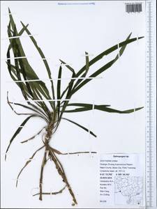 Ophiopogon, Зарубежная Азия (ASIA) (КНР)