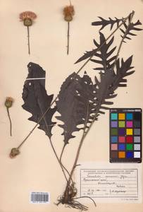 Klasea centauroides subsp. komarovii (Iljin) L.Martins, Сибирь, Дальний Восток (S6) (Россия)