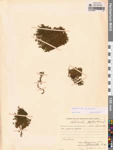 Болотник обыкновенный L., Сибирь, Чукотка и Камчатка (S7) (Россия)