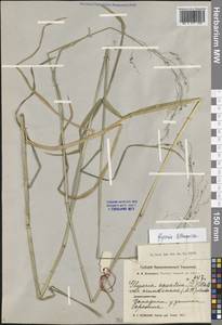 Манник литовский (Gorski) Gorski, Сибирь, Западная Сибирь (S1) (Россия)