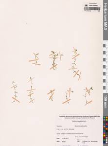 Болотник обыкновенный L., Сибирь, Чукотка и Камчатка (S7) (Россия)