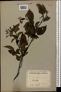 Свидина южная (C.A.Mey.) Jáv., Кавказ, Армения (K5) (Армения)