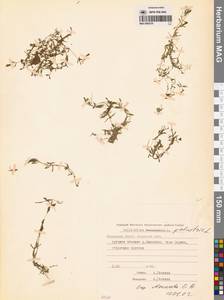 Болотник обыкновенный L., Сибирь, Чукотка и Камчатка (S7) (Россия)