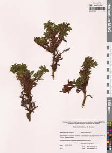 Ива Хохрякова A.K.Skvortsov, Сибирь, Чукотка и Камчатка (S7) (Россия)